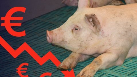 schweinemarkt_Preisverfall Schwein