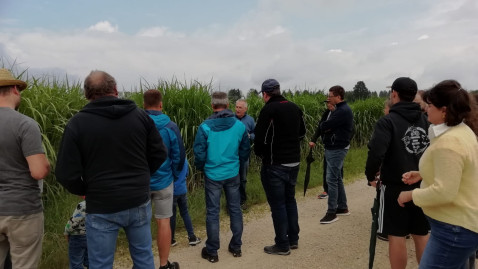 Miscanthus Aktionstag