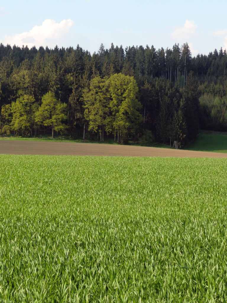 Eine Waldfläche mit Acker im Vordergrund. 