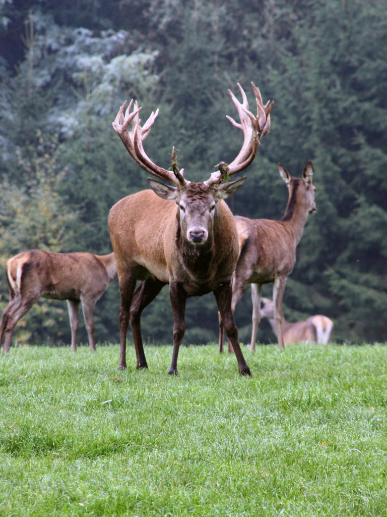 Hirsch mit Geweih