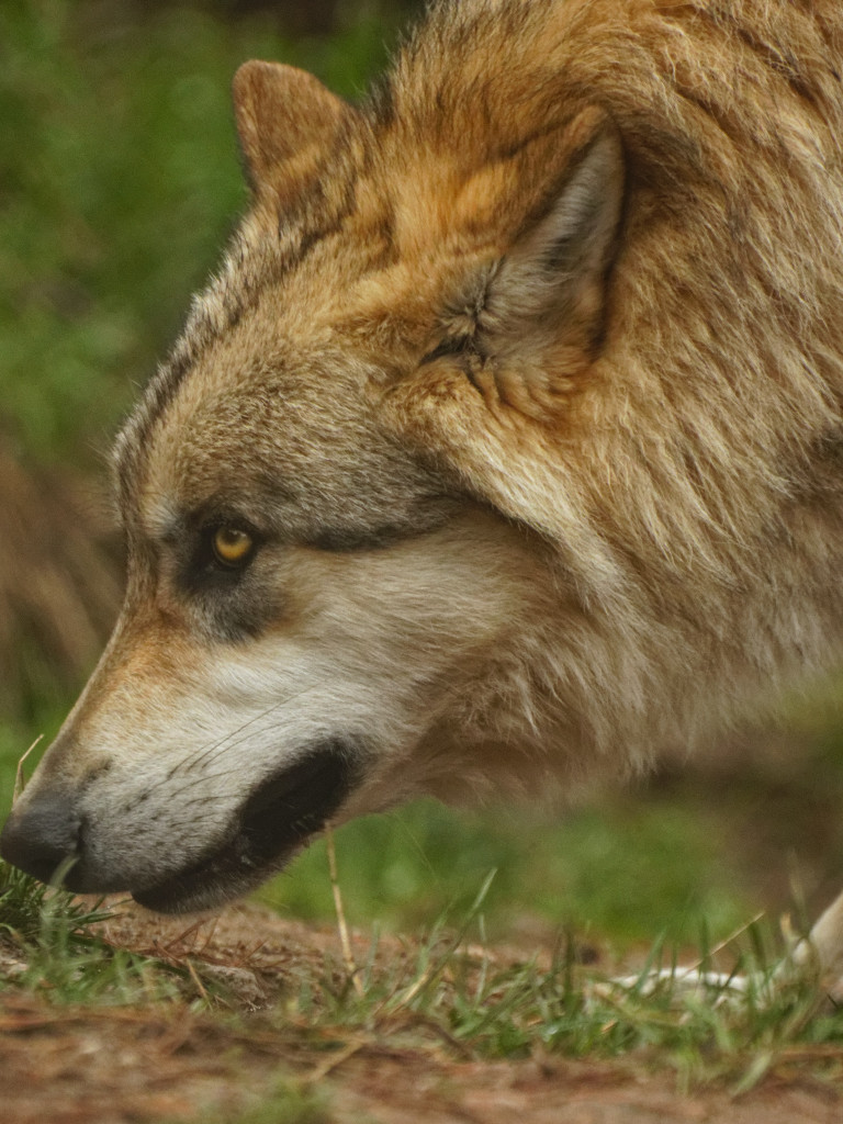 Wolf