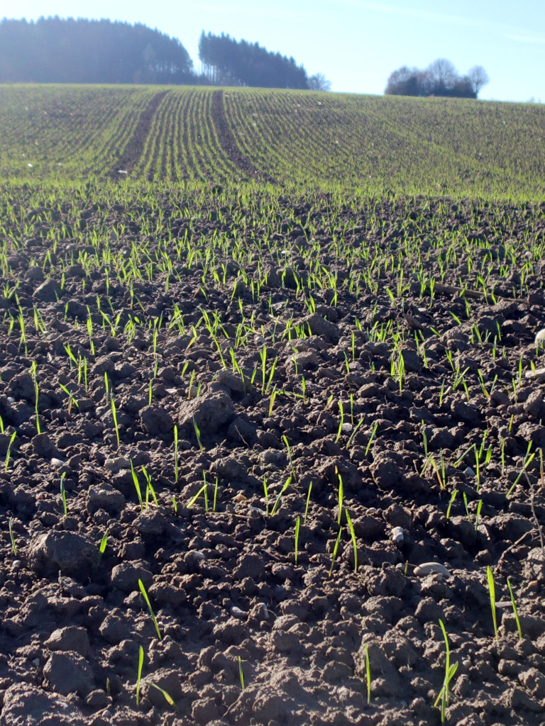 Junge Pflanzen wachsen auf dem Acker. 