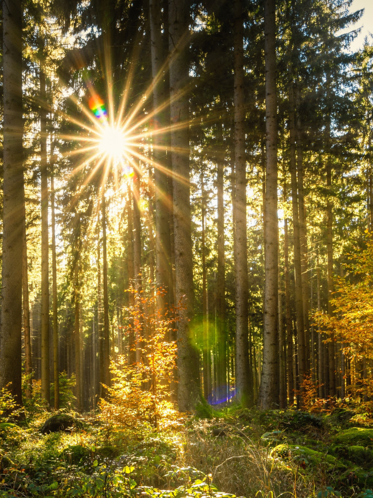Wald