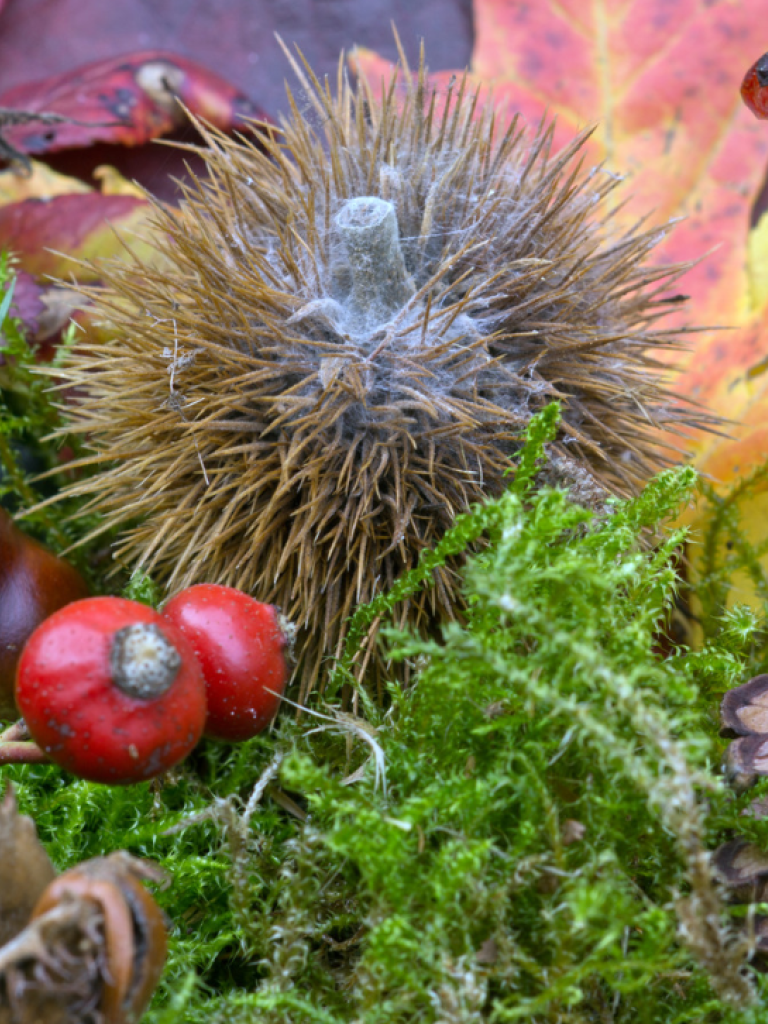 Herbst