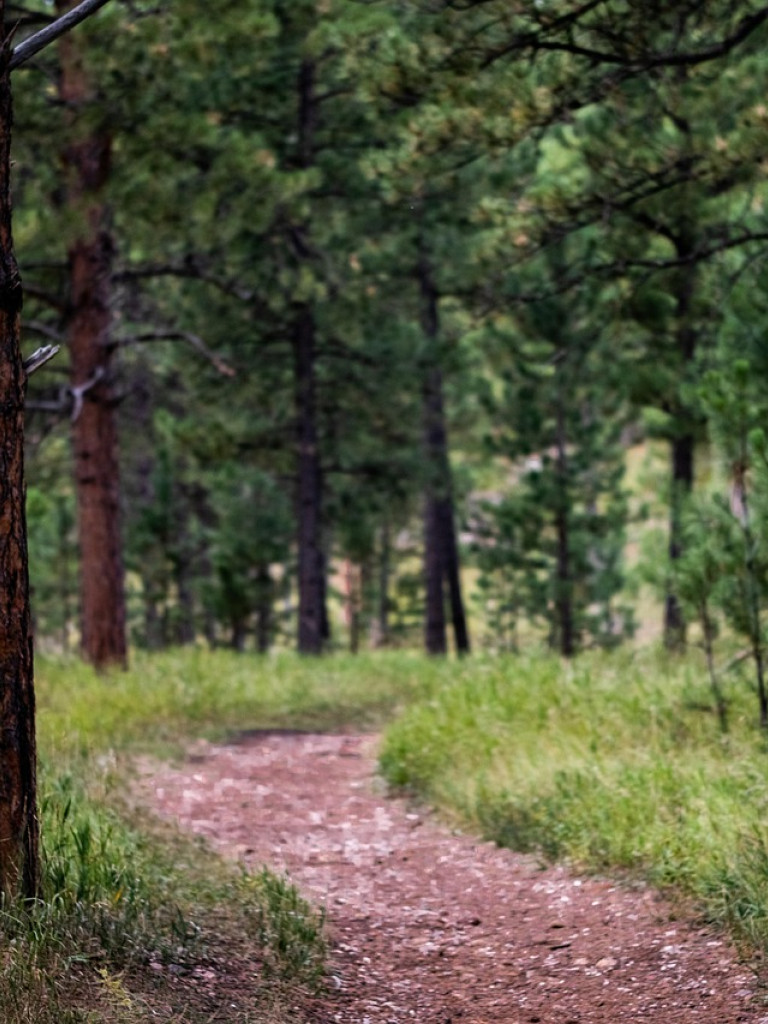 Weg Wald Baum Unfallgefahr