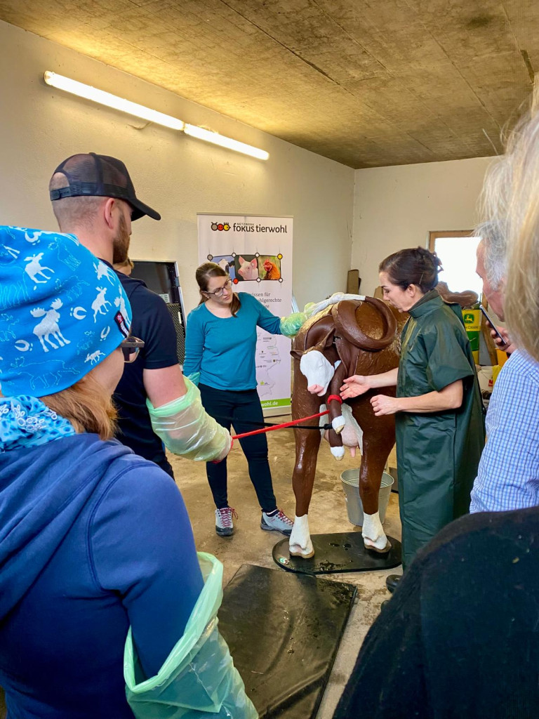 Geburtshilfekurs mit Modellkuh "Kathi"