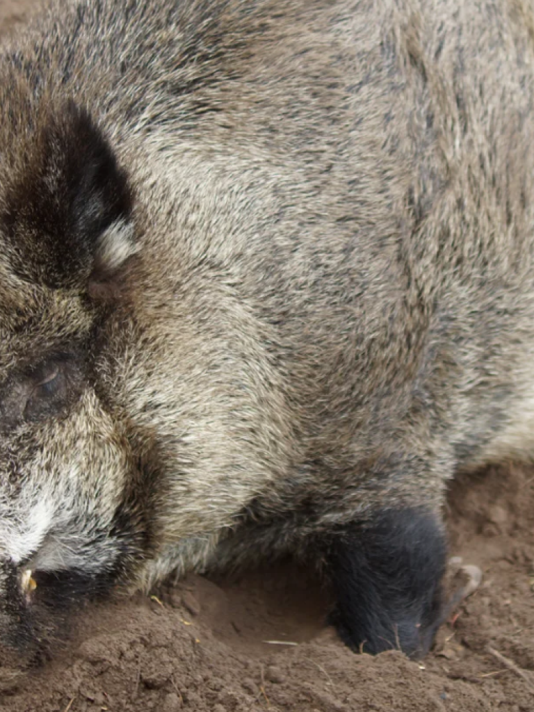 Wildschwein
