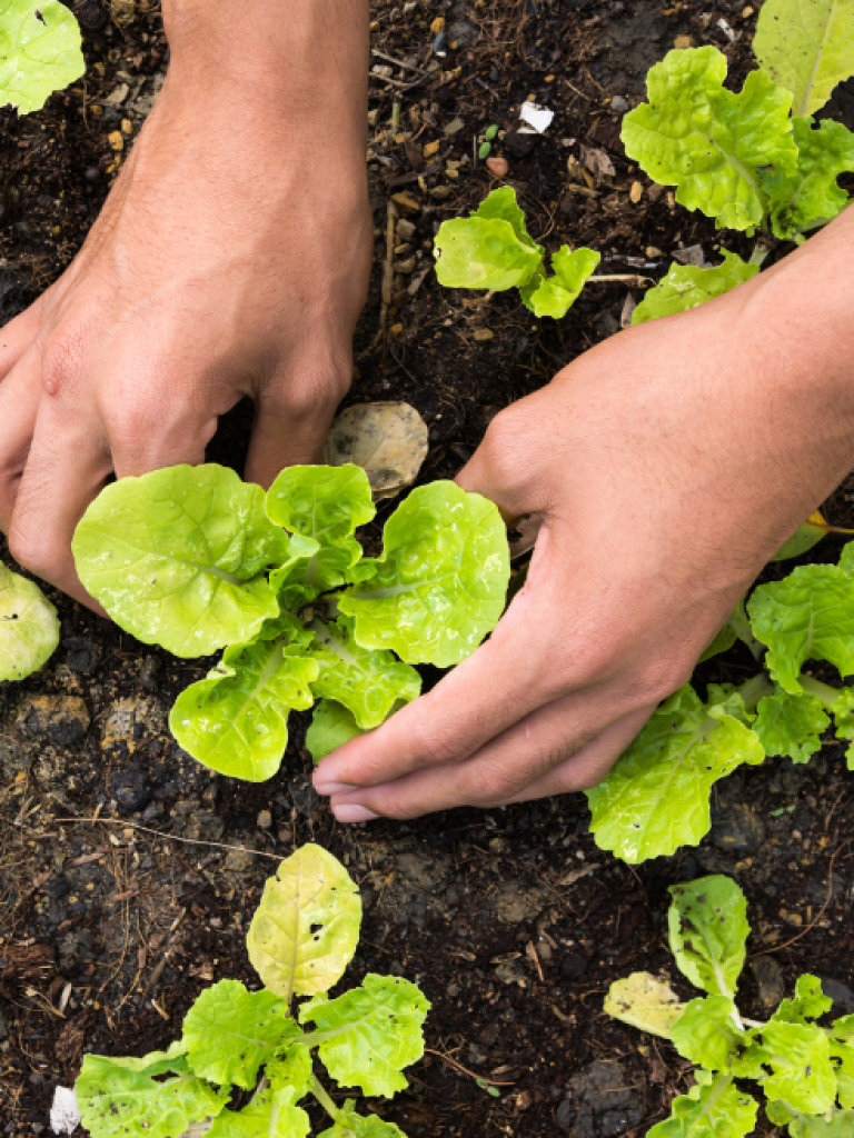 Homepagebild Gemüsegarten
