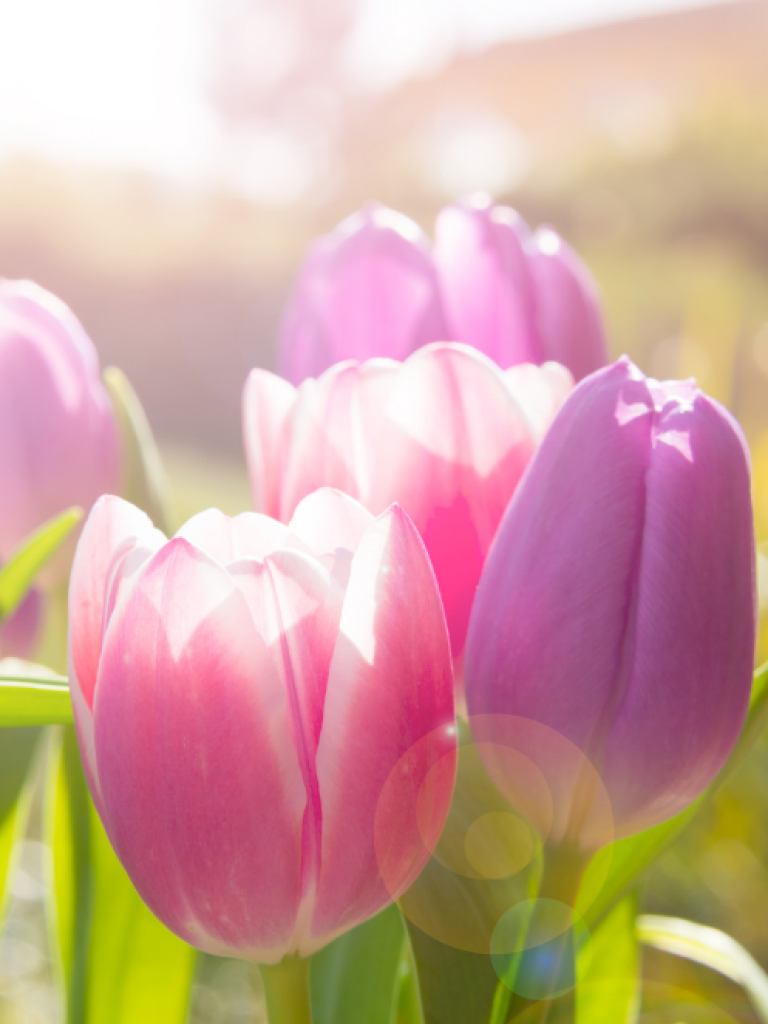 WM-SOG Tulpenhintergrund