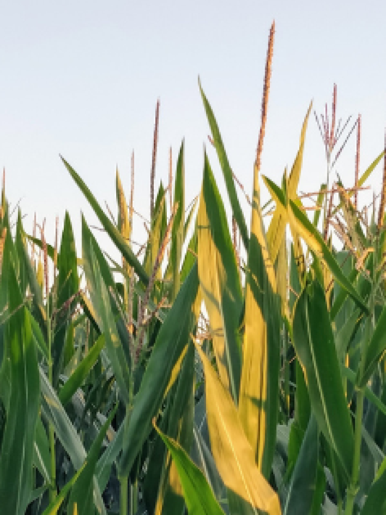 Dokumentationspflicht Pflanzenschutz