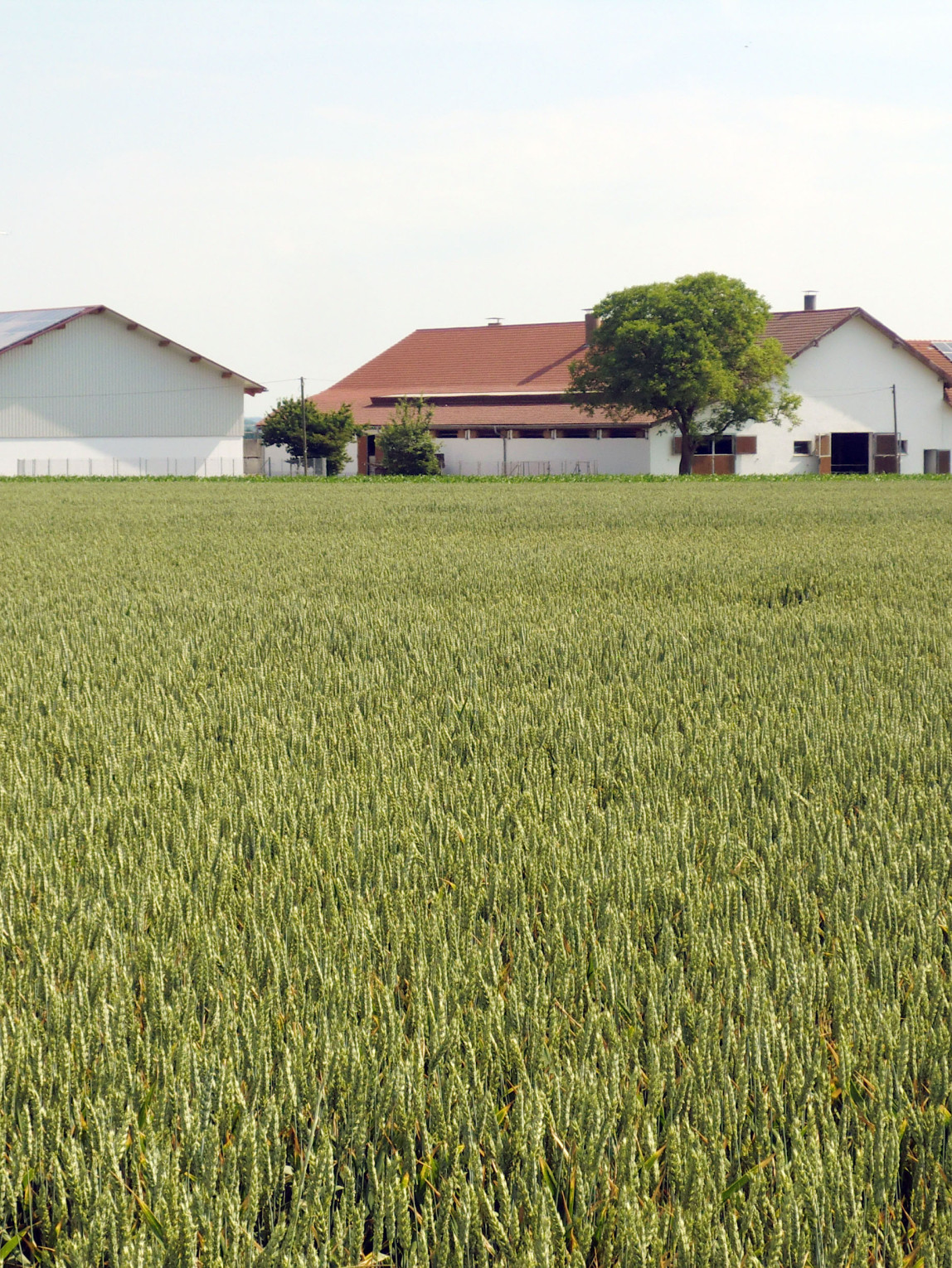 Ein Bauernhof mit Feld Getreidefeld im Vordergrund. 
