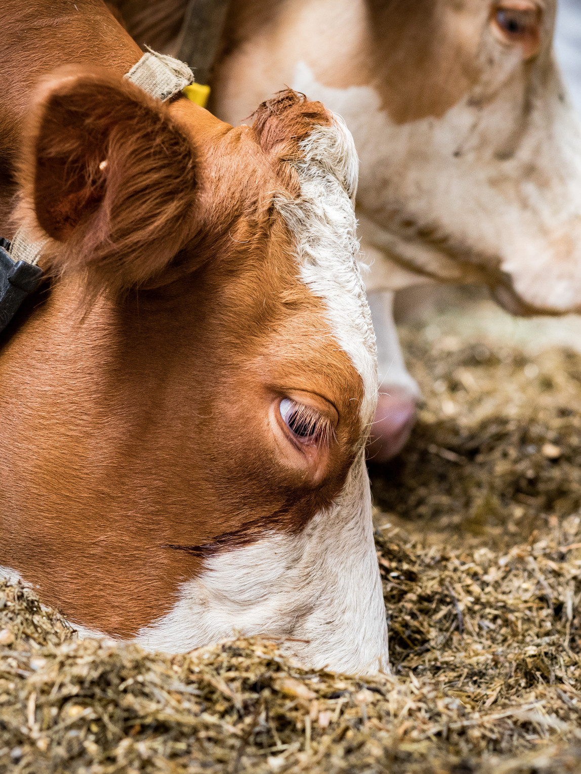 Rind Silage im Stall