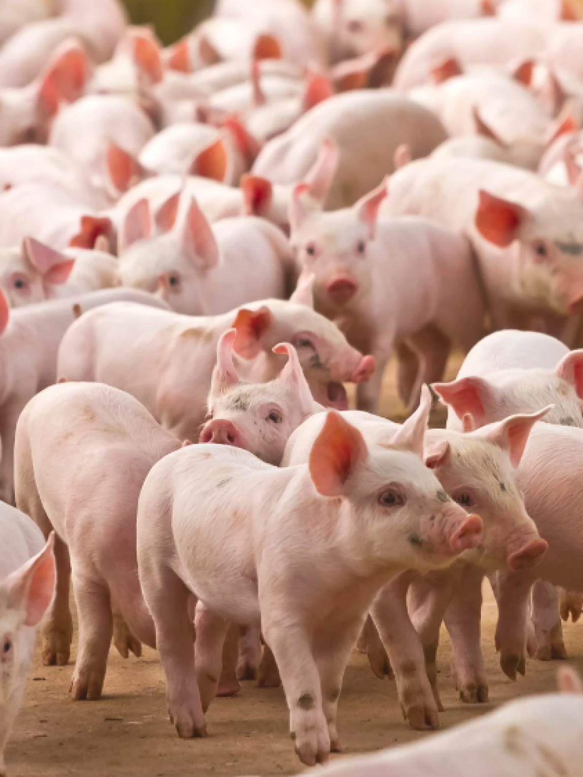 Schweinehaltung