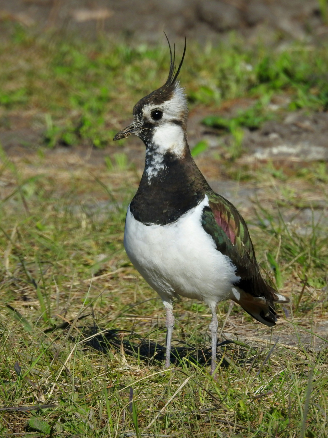 Kiebitz auf Feld