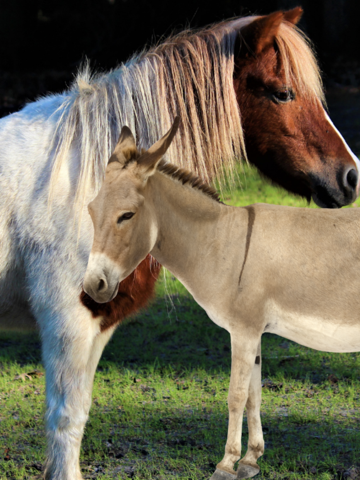 Tiere