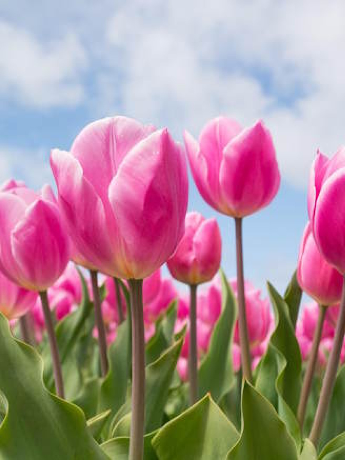 Blumenwiese