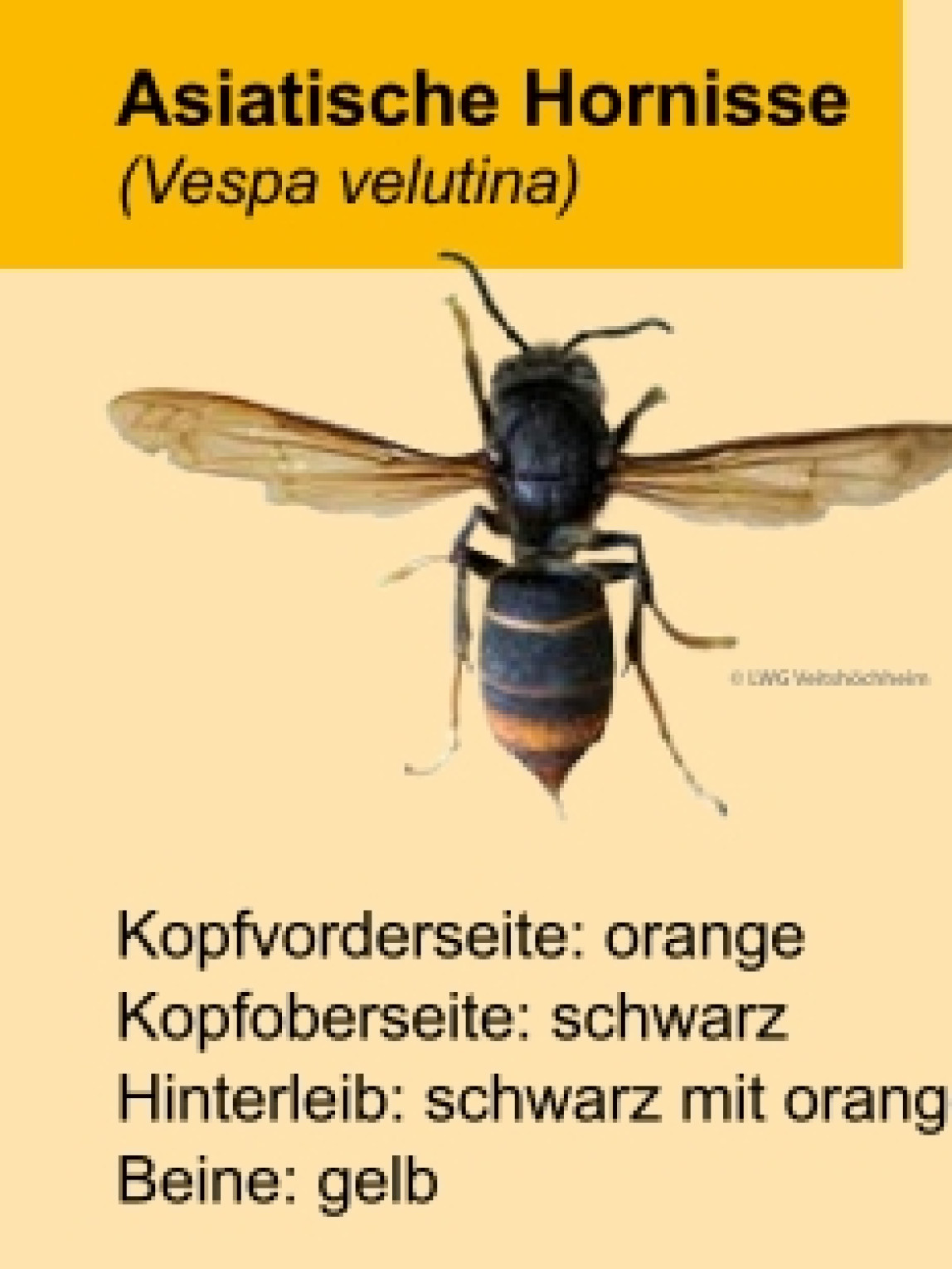 Die asiatische Hornisse