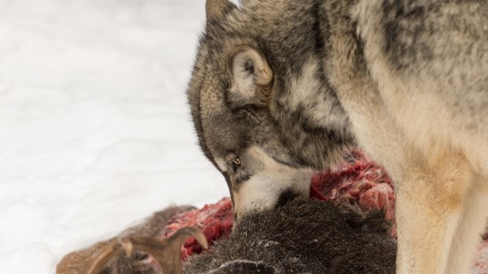 Ein Wolf frisst am Kadaver eines gerissenen Tieres