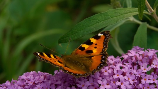Ein Schmetterling sitzt auf den Blüten eines Busches