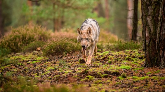 Wolf im Wald