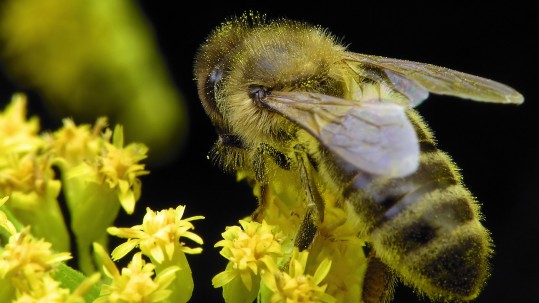 Biene auf Blüte