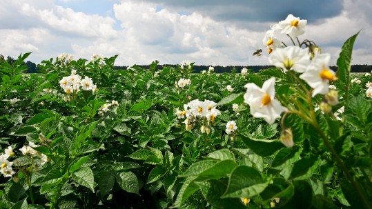 Kartoffelpflanzen in Blüte