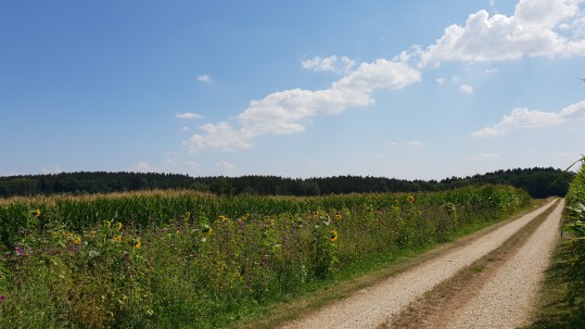 Betrieb Vögl Blühstreifenbesichtigung