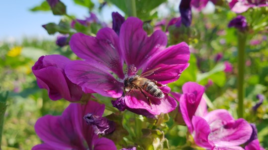 Blühstreifen für Wildbienen Blühstreifen für Wildbienen