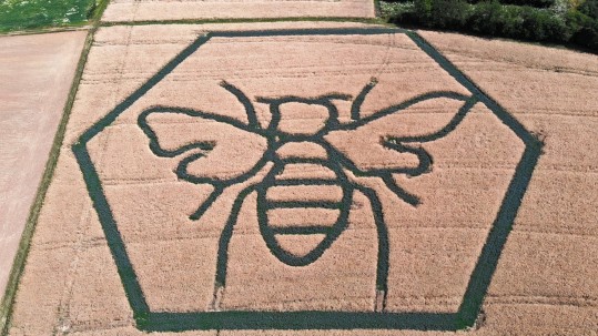 Form einer großen Biene in einem abgeblühten, braunen Rapsfeld