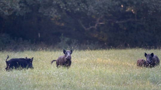 Wildschweine auf Wiese