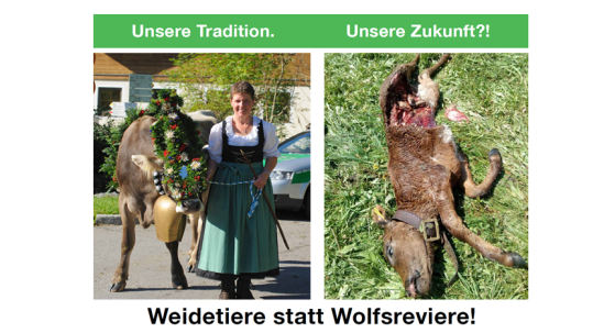 Weidetiere statt Wolfsreviere