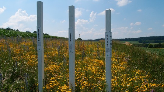 Blühstreifen für Insekten und Lerchen in Niederbayern
