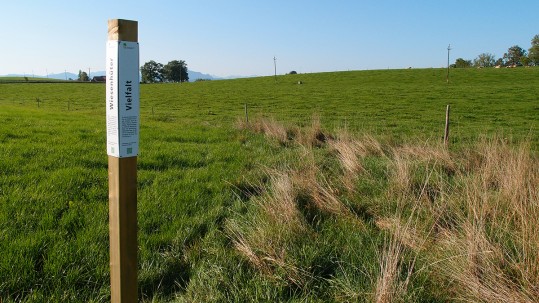 Altgrasstreifen auf dem Spitalhof bei Kempten im Allgäu