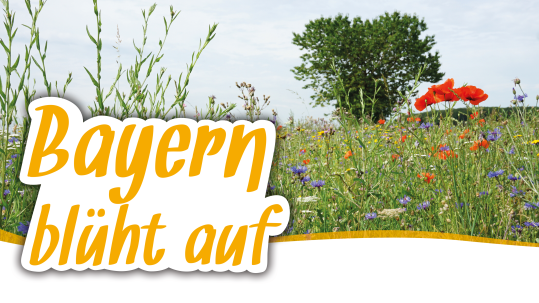 Headerbild Bayern blüht auf