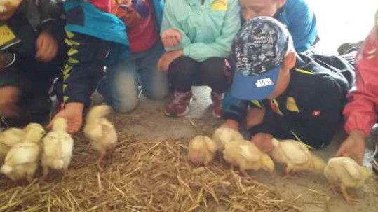 Kindertag auf bayerischen Bauernhöfen