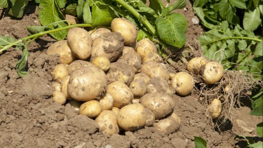 Kartoffeln auf dem Feld