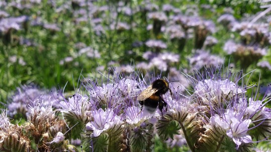 Phacelia