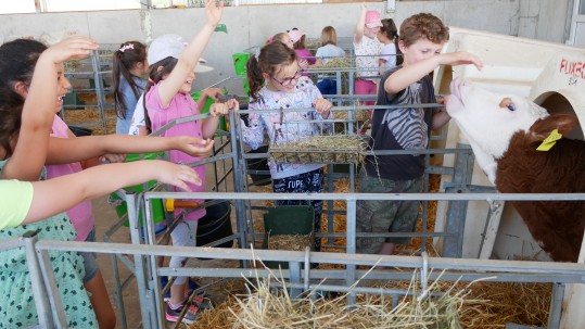 Grundschüler streicheln Kälbchen