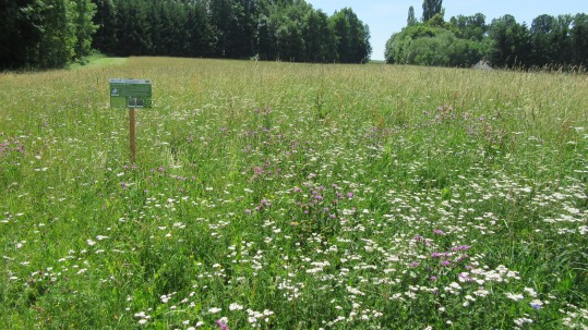 Blühende Artenvielfalt