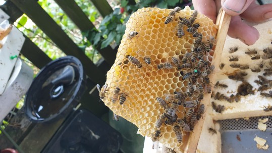 Bienenkönigin mit Markierung