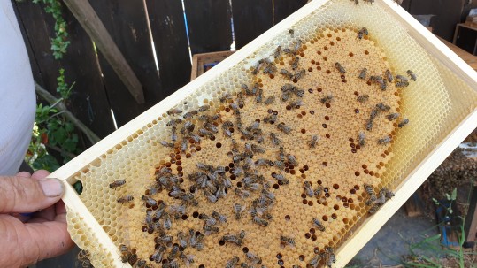 Bienen des Imkers