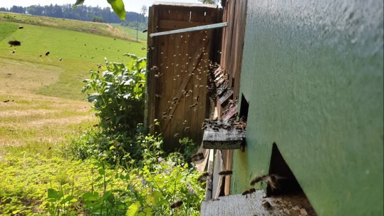 Bienen schwärmen Bienen schwärmen