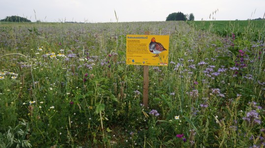 2019-06-29 Flurwanderung Ottowind