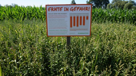 2019-07-08-Pflanzenschutz