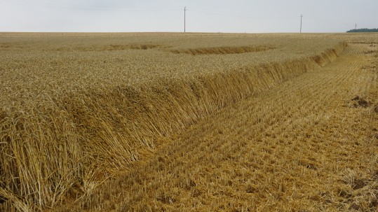 Restfläche um Wiesenweihennest