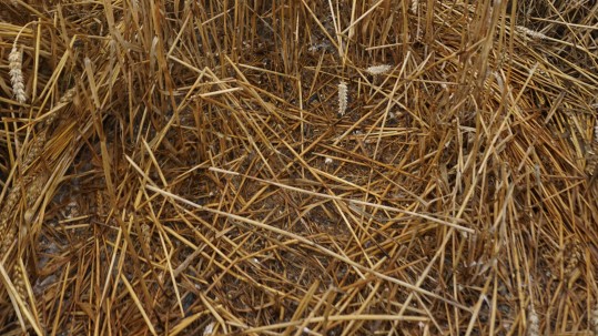 Nest eines Wiesenweihe-Paares Nest eines Wiesenweihe-Paares