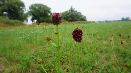 Wiesenknopf Wiesenknopf