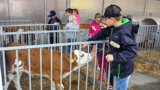 Kinder im Kälberstall Kinder auf dem Bauernhof in Effelter