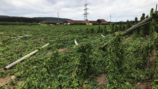 Verwüstete Hopfengärten nach Unwetter in Franken