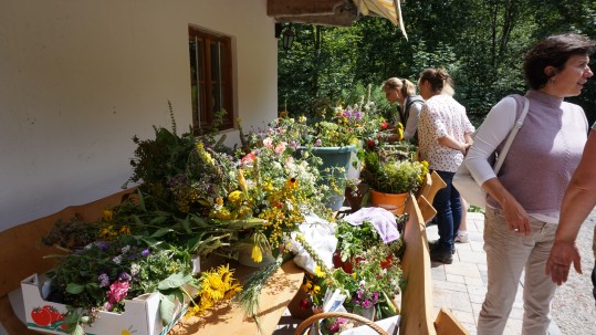Kräuter zum Binden Kräuter zum Binden